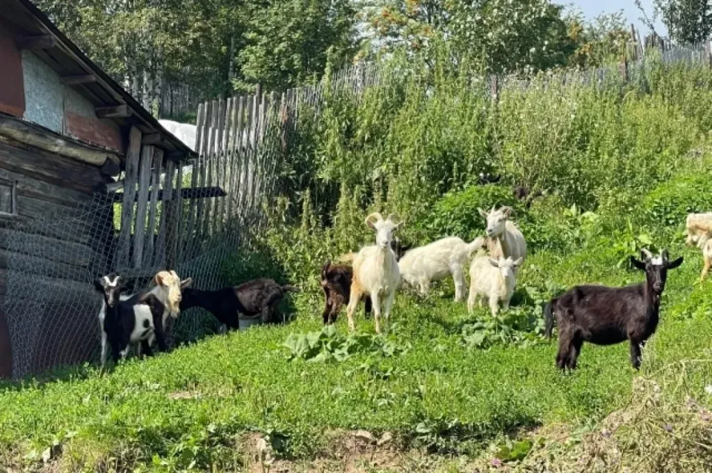 В Богородицком районе нашли 19 коз без идентификационных номеров